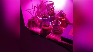 تاثیر لامپ رشد گیاه روی کاکتوس