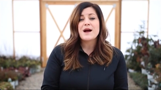 نکات نگهداری ساکولنت ها