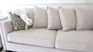 ماجرا های دیانا و روما | برنامه کودک دیانا و روما | دانلود کارتون کودکانه 2022