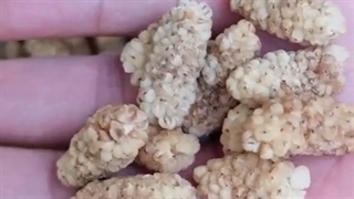 نرمه و پودر نمیشه ، خیلی شیرین تر از توت خشک نقلیه