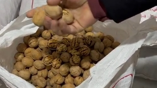 گردو کاغذی رو بشناس