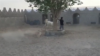 مجموعه پرورش اسب پندار