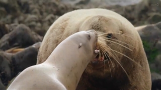 رشد حیوانی 4