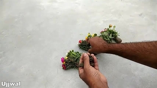 روش تکثیر و قلمه زنی گل ناز آفتابی