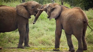 رشد حیوانی 5