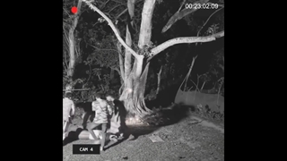 بر اثر تلقین روح پشت درخت نقش بر زمین شد