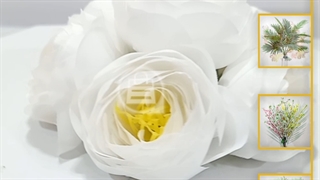 سرگل پیونی متوسط سفید | گل پیونی سفید رنگ