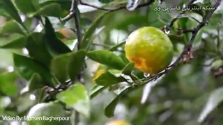 باران عشق