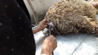 آموزش زایمان گوسفندان
