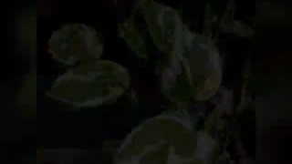 گلکده نازیخی