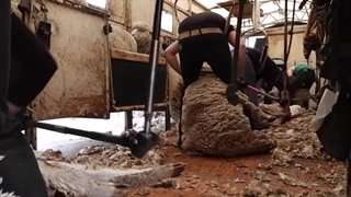 مستند پرورش گوسفندان