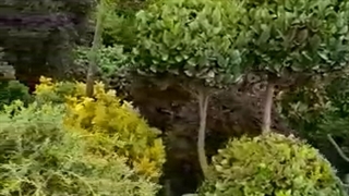 گل و گیاه سبزینه در مازندران