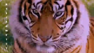 تفاوت آرمی ها با بقیه♡