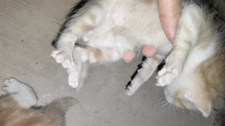 ازم خاسته شد بزارم^^