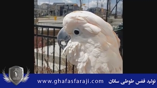 تقلید صدای با مزه طوطی کاکادو