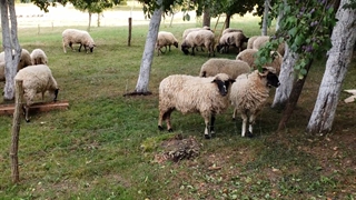 فروش گوسفند زنده