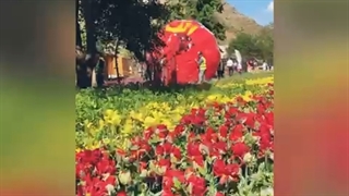 بالن تبلیغاتی چالوس - سفارش باغ گل الف