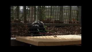 حیوانات خلاق (2)