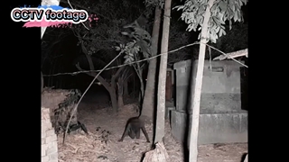 کلیپی واقعی از روح میمون شکل