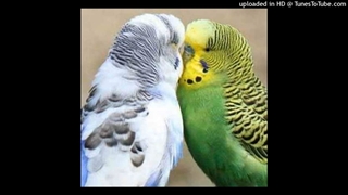 دانلود آهنگ آواز مرغ عشق
