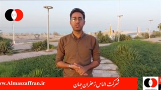 آموزش کاشت زعفران Teaching saffron planting in a new way