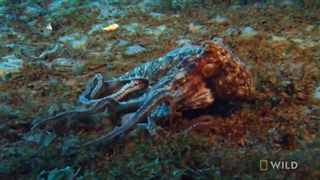 مبارزه هشتپا با میگوی آخوندک