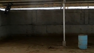 سیستم مه پاش و رطوبت ساز در گاوداری _ گرماسرماسازه شرق