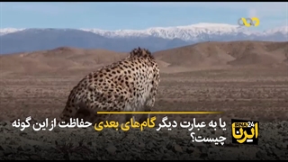 مرگ دو قلاده یوز ایرانی