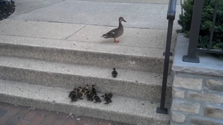 تقلا بچه اردک ها در زندگی شهری