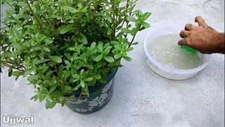 ساخت کود کمپوست ارگانیک خانگی پوست سیب زمینی