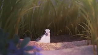 Piper