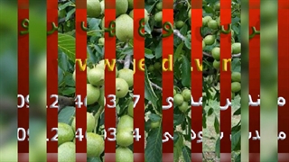 خرید بهترین نهال گردو با بازدهی بی نظیر از اصیل گردو