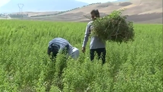 گیاهان دارویی