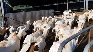 نگهداری بز شیری