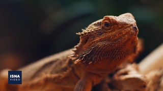 نابودی خزندگان؛ انقراضی با عواقب پیش‌بینی‌نشده