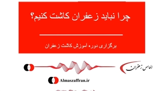 آموزش رایگان کاشت زعفران گلخانه ای