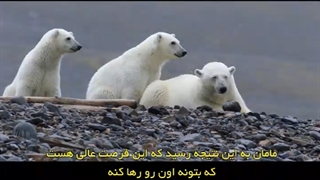 خرس قطبی Polar Bear 2022