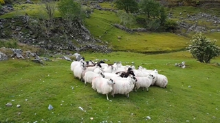 دامپروری گوسفندی در ایرلند