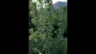 نمونه‌ نتیجه‌ی استفاده از کود هیومیک اسید