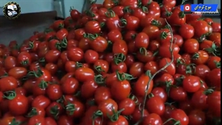 فرایند تولید گلخانه ای گوجه فرنگی های نقلی - موج کره ای