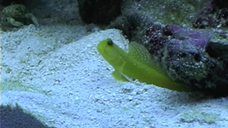 خانواده گاوماهیان: Gobiidae