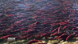 خانواده آزادماهیان: Salmonidae