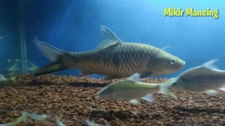 خانواده کپورماهیان: Cyprinidae
