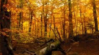 موسیقی بیکلام _ عاشقانه پاییز _ iday
