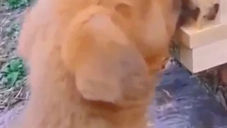 چیز دیگه ای نبود بخری 