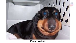 سگ های بامزه گزیده شده توسط زنبور ها