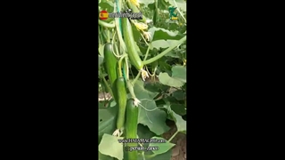 خیار رقم باراد s500 - شرکت مریدیم اسپانیا