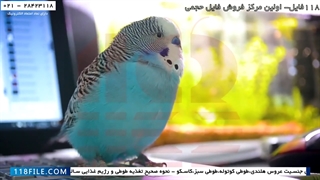 آموزش تربیت طوطی-آموزش تربیت طوطی عروس هلندی-برخی از نشانه های پرنده بیمار