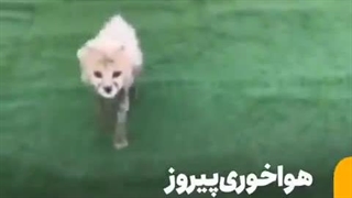 هواخوریِ «پیروز» تنها فرزند باقیمانده از «ایران»