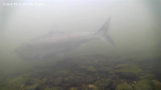 خانواد شگماهیان: Clupeidae